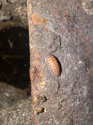 Nosy Pill Woodlouse