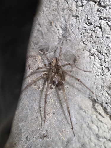 Cardinal Spider