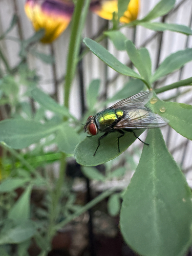 Common European Greenbottle Fly