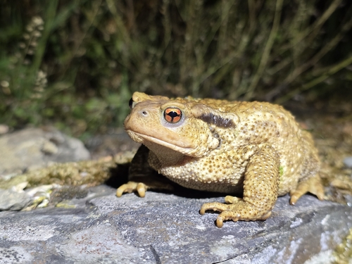 Spiny Toad
