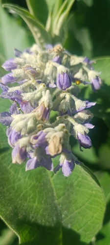 bugweed