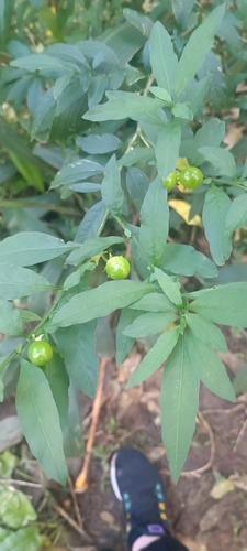 Jerusalem cherry