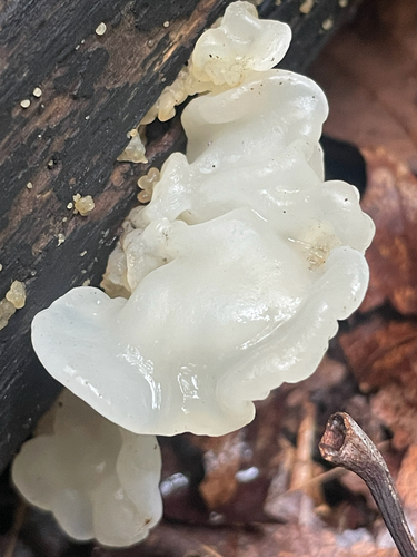 white jelly fungus