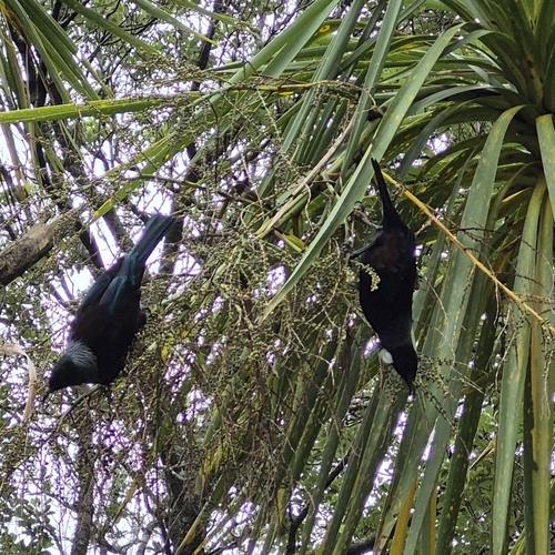 Tūī