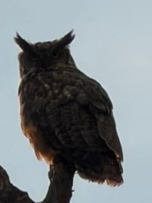 Great Horned Owl