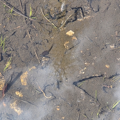iNaturalist observation photo of Frogs and Toads