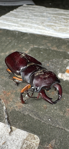 Reddish-brown Stag Beetle
