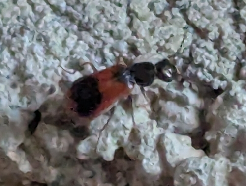 Eurasian Red-and-black Melyrid