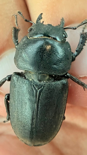 Lesser Stag Beetle