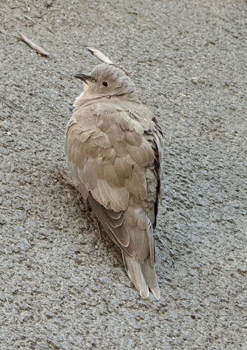 Eurasian Collared-Dove