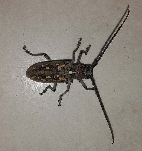 Mango Stem Borer