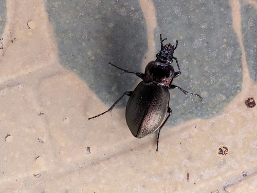 Bronze Ground Beetle