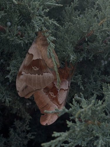 Polyphemus Moth
