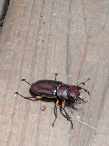 Reddish-brown Stag Beetle