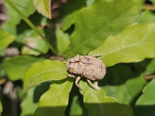 Kaempfer Cicada