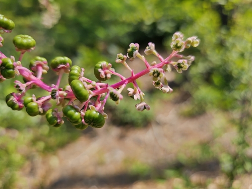American pokeweed