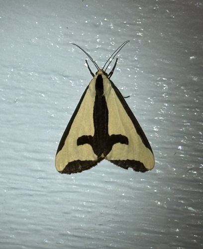 Clymene Moth