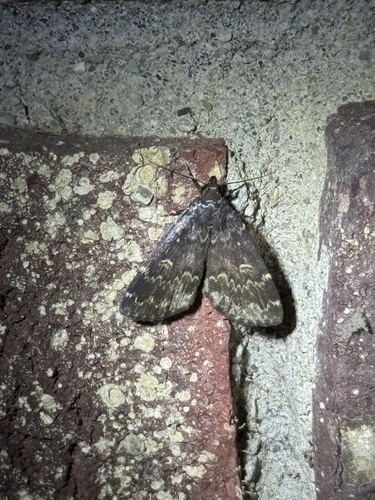Glossy Black Idia Moth