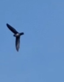 Cave Swiftlet