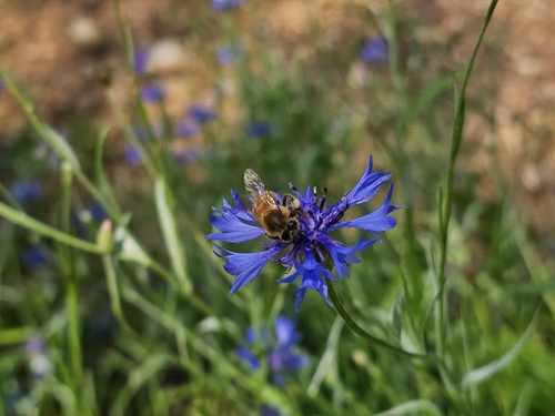 Western Honey Bee