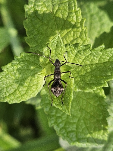 Riptortus pedestris