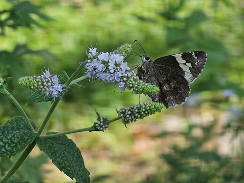 Lobocla bifasciata