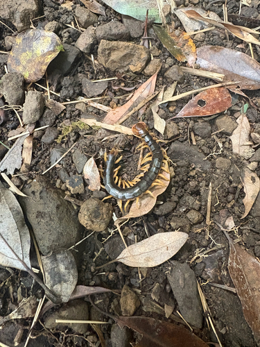 Chinese Red-headed Centipede
