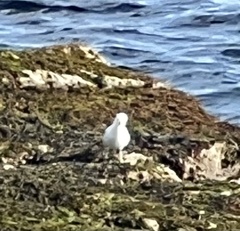 American Herring Gull