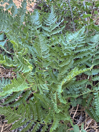 iNaturalist observation photo of common bracken