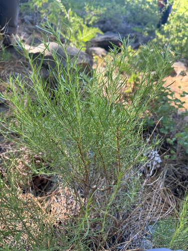 iNaturalist observation photo of Bloomer's goldenbush