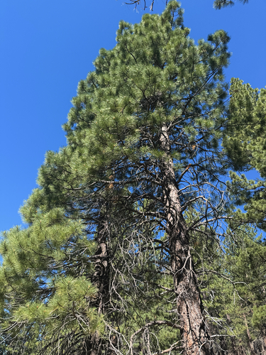 iNaturalist observation photo of Jeffrey pine