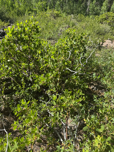 iNaturalist observation photo of greenleaf manzanita