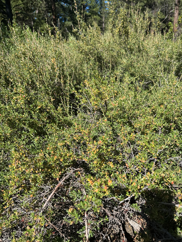iNaturalist observation photo of Antelope Bitterbrush
