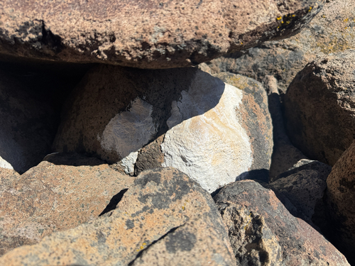 iNaturalist observation photo of Common Lichens