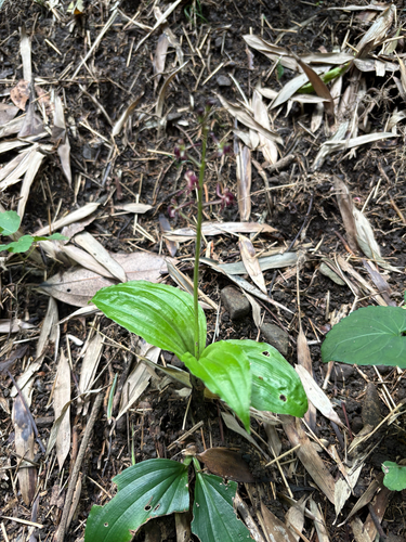 Pantropical Widelip Orchid