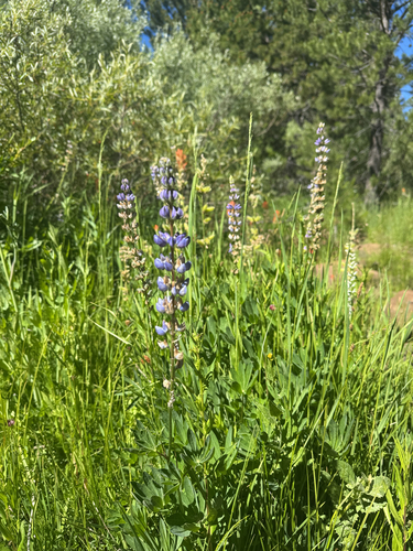 iNaturalist observation photo of Burke's Lupine