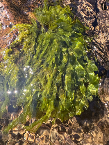 iNaturalist observation photo of green algae