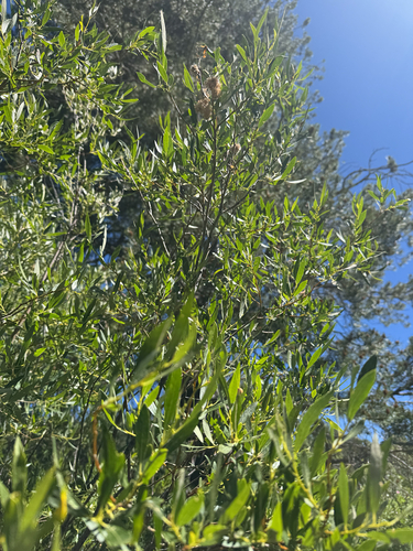iNaturalist observation photo of Lemmon's willow