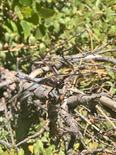 iNaturalist observation photo of Chasers and King Skimmers