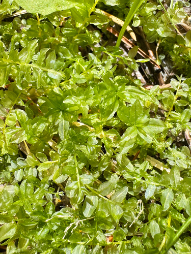 iNaturalist observation photo of Thyme and Allied Mosses