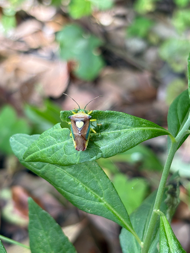 Sastragala esakii