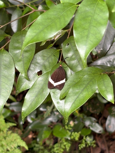 Pidorus atratus