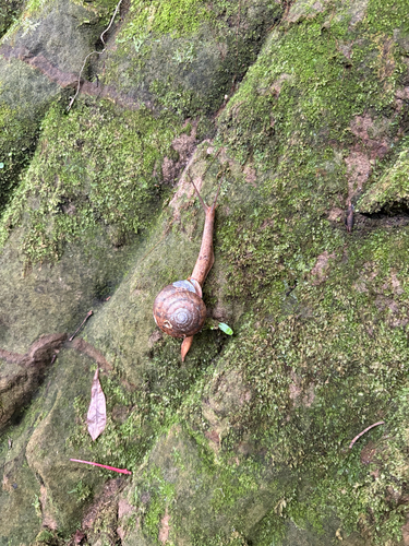 Satsuma myomphala