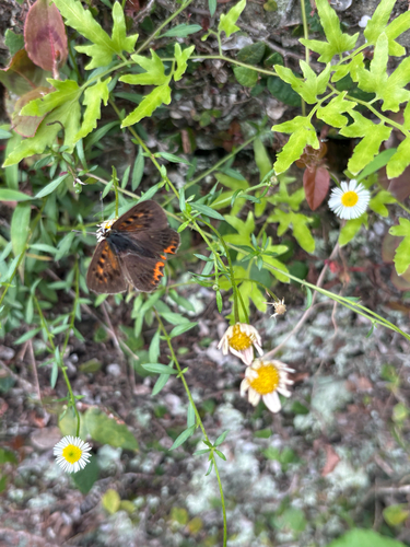 Japanese copper