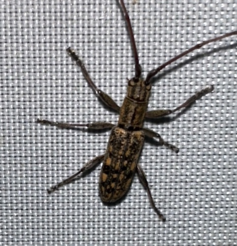 Small Mulberry Borer