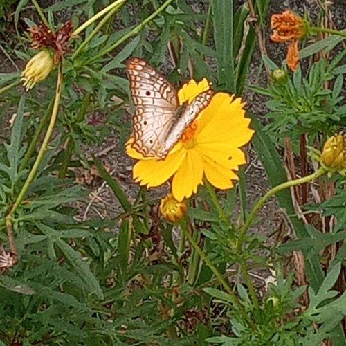 White Peacock