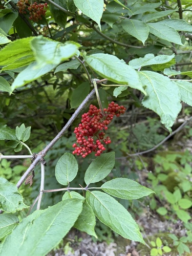 red-berried elder
