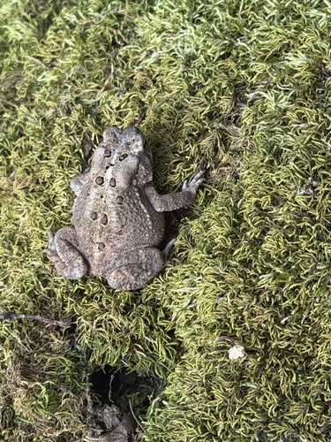 American Toad
