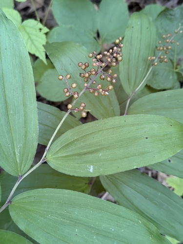 Solomon's plume