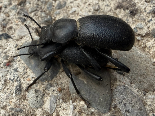 iNaturalist observation photo of California Broad-necked Darkling Beetle